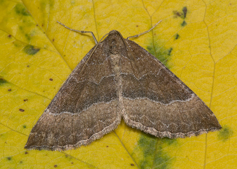 Crocallis tusciaria - Geometridae - No, Larentia clavaria